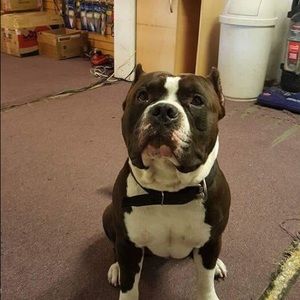 Meet your Posher, Abby